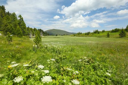 Alpine meadow at Lake Windebensee, Carinthia, Austriaの写真素材