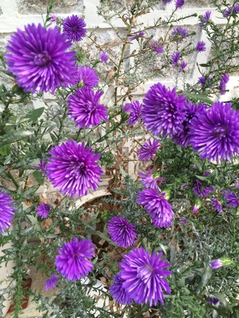 Beautiful naturalの素材