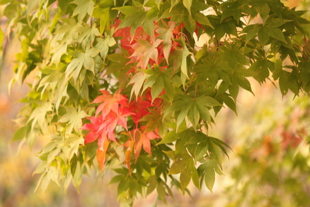 Start autumnの写真素材