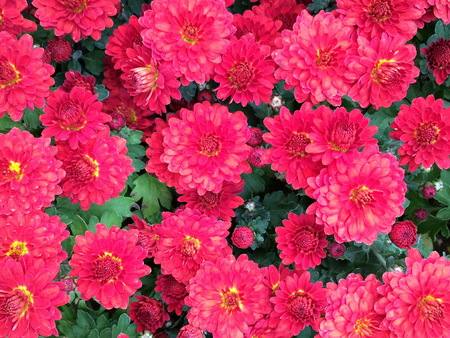 Flowerの写真素材