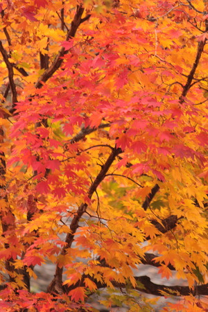 Autumn seasonの写真素材