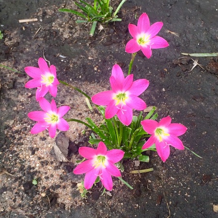 Flower side wayの素材