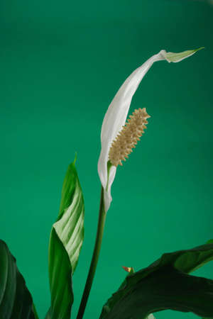 spathiphyllum