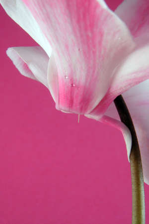 bicolor cyclamenの写真素材