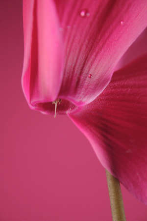 pink cyckamen on the pink backgroundの写真素材