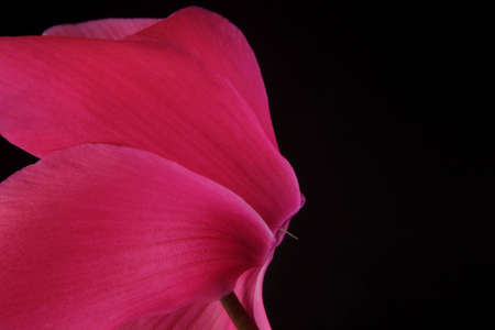 pink cyclamen on the black backgroundの写真素材