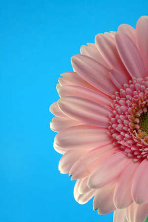 pink gerber on the blue backgroundの写真素材