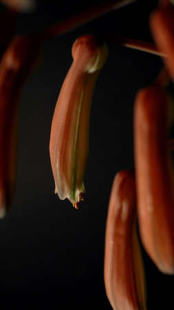 haworthias flowersの写真素材