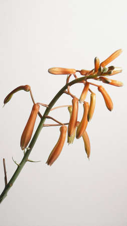 haworthias flowersの写真素材