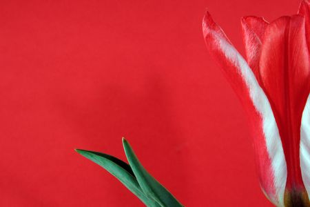 red tulipの写真素材