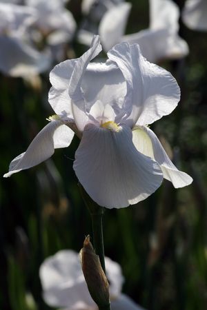 white iris