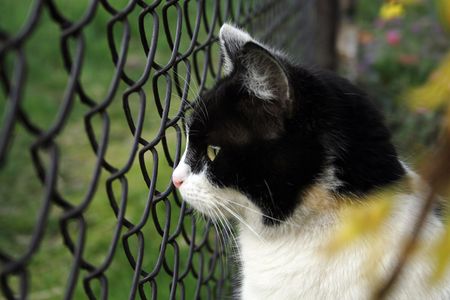 domestic catの写真素材