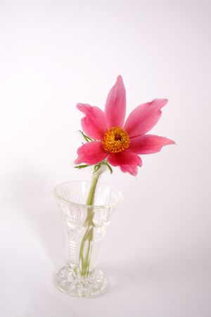 pasque-flower