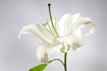 white lillyの写真素材