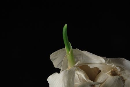 garlic
