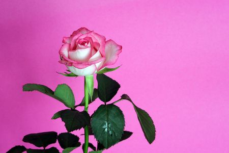 bicolor rose on the pink backgroundの写真素材