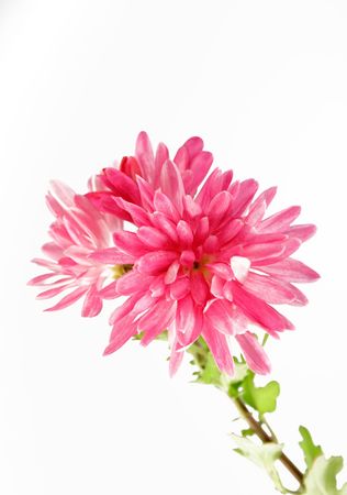 asterの写真素材