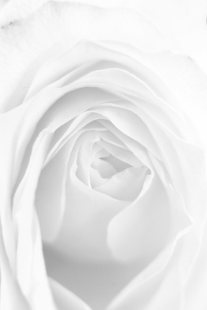 roseの写真素材