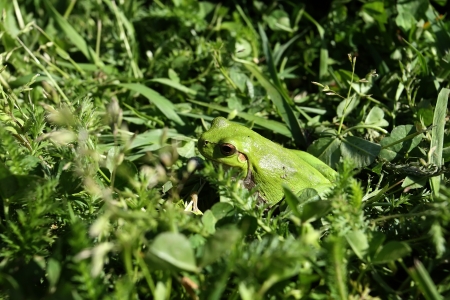 green frogの写真素材