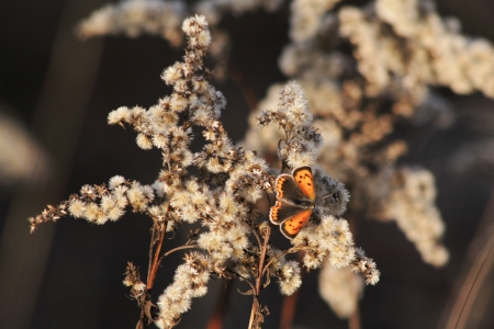 butterflyの写真素材
