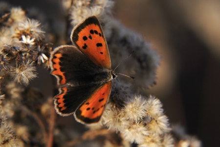 butterflyの写真素材