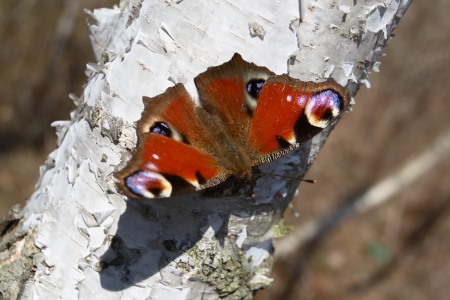 butterflyの写真素材