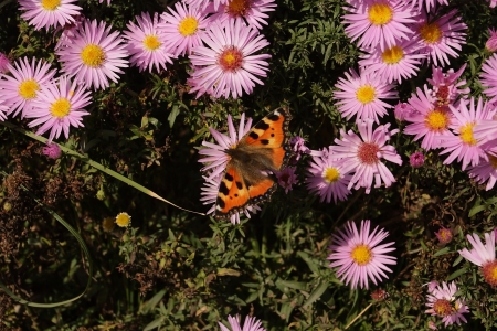 butterflyの写真素材