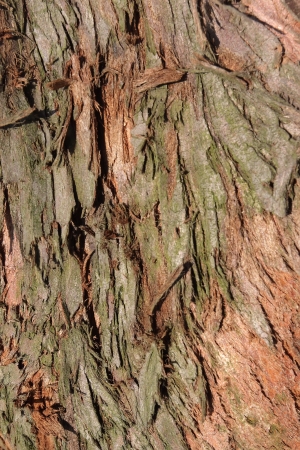 barkの写真素材