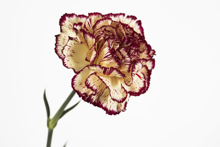 carnation on the white backgroundの写真素材