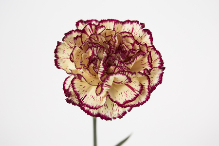 carnation on the white backgroundの写真素材