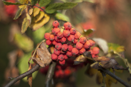 dry mountain ash