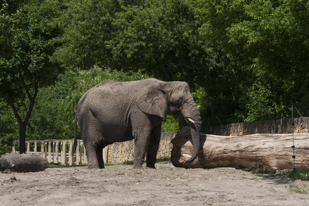 elephantの写真素材