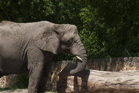 elephantの写真素材