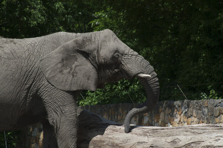 elephantの写真素材