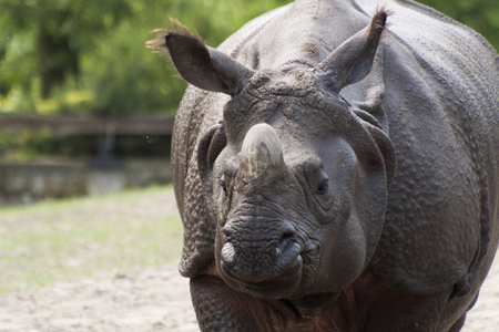 rhinocerosの写真素材