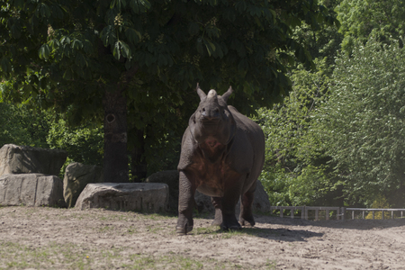 rhinocerosの写真素材