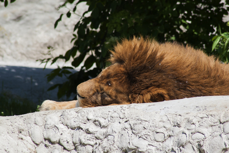 Lion in the zooの写真素材
