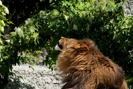 Lion in the zoo
