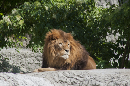 Lion in the zoo