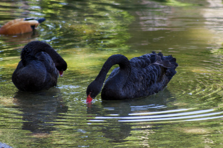 Black swansの写真素材