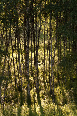 Light and shadows in the forestの写真素材