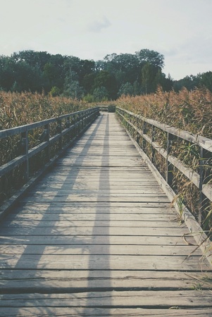 Wooden bridge leading to forestの素材