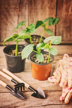 seedling seedlings of cucumbers. selective focuss of cucumbers.の写真素材