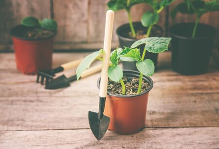 seedling seedlings of cucumbers. selective focuss of cucumbers. selective focusの写真素材