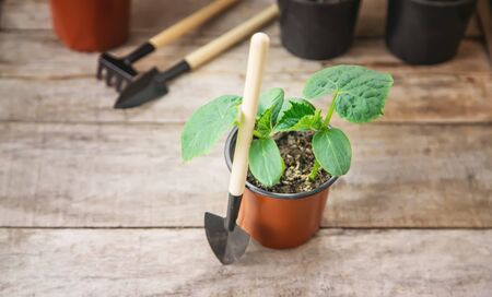 seedling seedlings of cucumbers. selective focuss of cucumbers. selective focusの写真素材