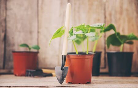 seedling seedlings of cucumbers. selective focuss of cucumbers. selective focusの写真素材