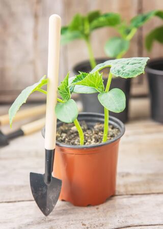 seedling seedlings of cucumbers. selective focuss of cucumbers. selective focusの写真素材