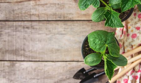 seedling seedlings of cucumbers. selective focuss of cucumbers. selective focusの写真素材