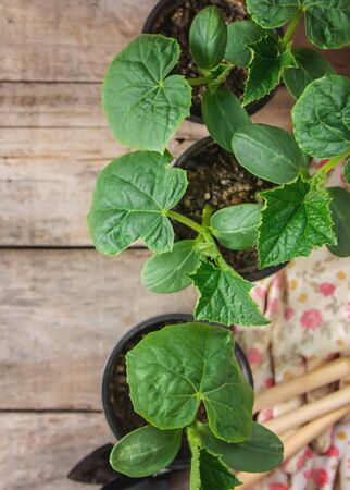 seedling seedlings of cucumbers. selective focuss of cucumbers. selective focusの写真素材
