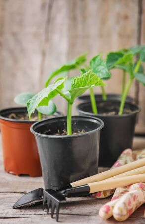 seedling seedlings of cucumbers. selective focuss of cucumbers. selective focusの写真素材